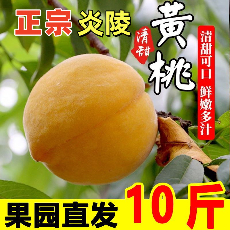 10斤装 湖南炎陵黄桃 正宗炎陵黄桃爆甜脆爽新鲜大果
